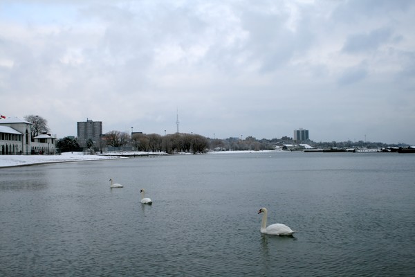 Swans in City