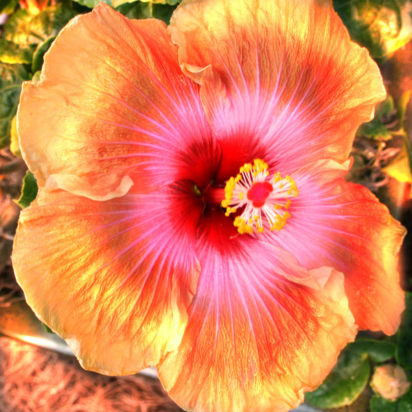 HIBISCUS FOR JESUS BIRTHDAY