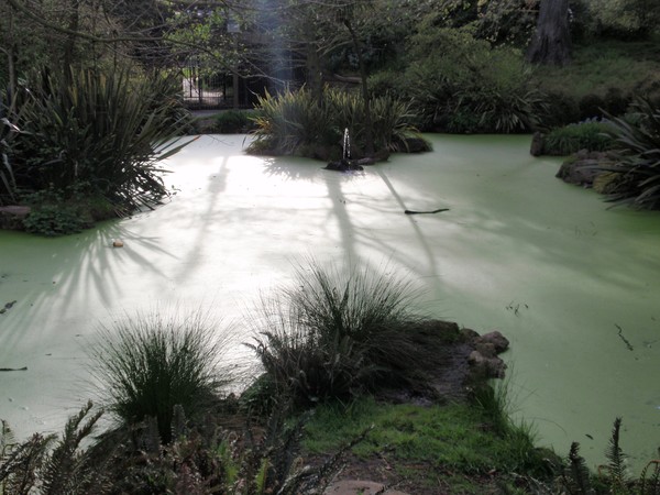 Pond at Golden Gate Park