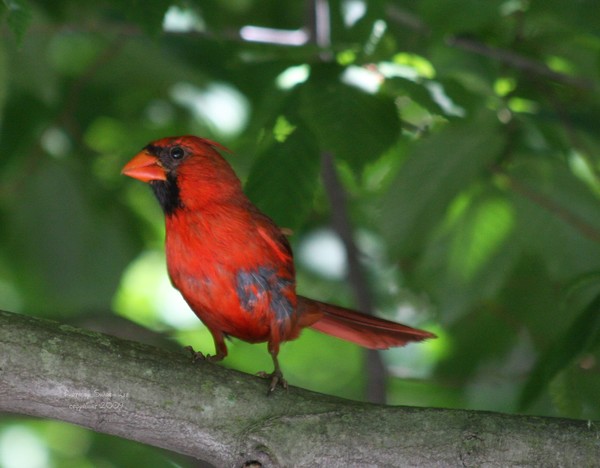 Cardinal in the Woods 2