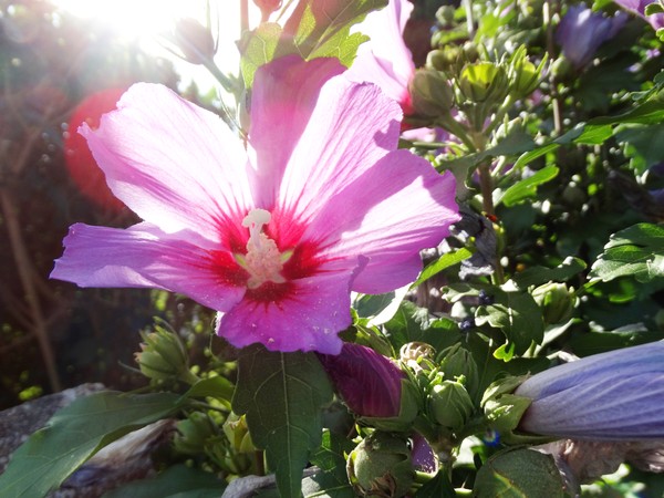 hibiscus and a stranger