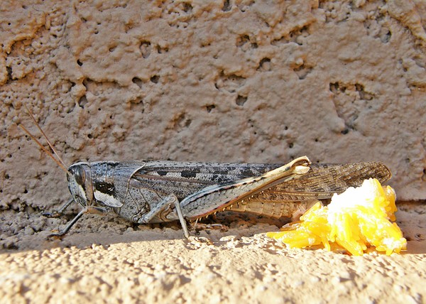 Grasshopper Laying Eggs