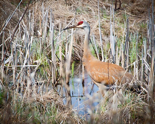 Sandhill Crane