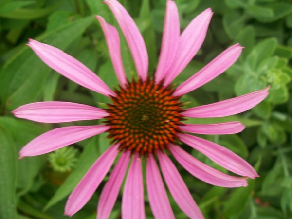 Young Purple Cone Flower