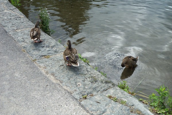 Ducks At Beaver Lake