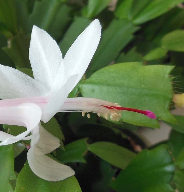 WHITE SCHLUMBERGERA