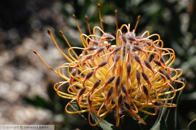 serie This is Africa/ Protea flower