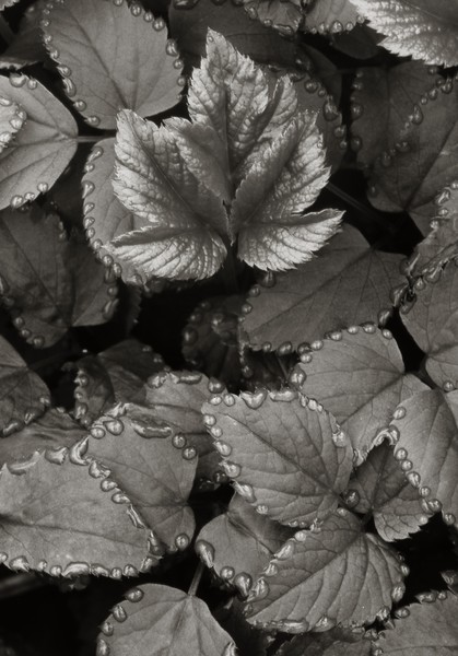 Water Droplets on Forest Plants