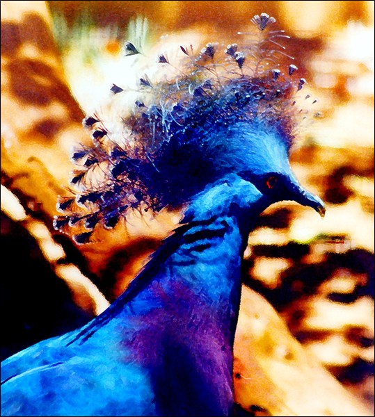 Victoria's Crowned Pigeon