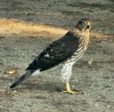 COOPER HAWK