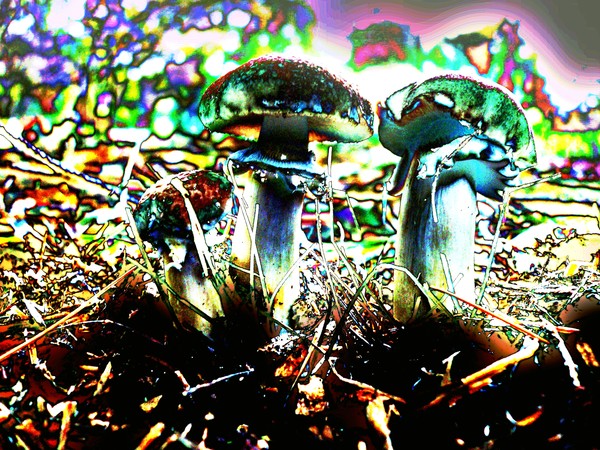 mushroom sentries