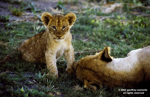 LION CUB WITH MOTHER