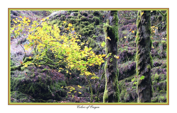 Colors of Oregon