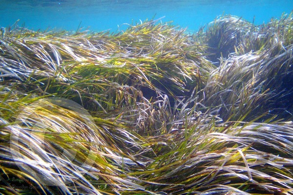 Neptune's grass