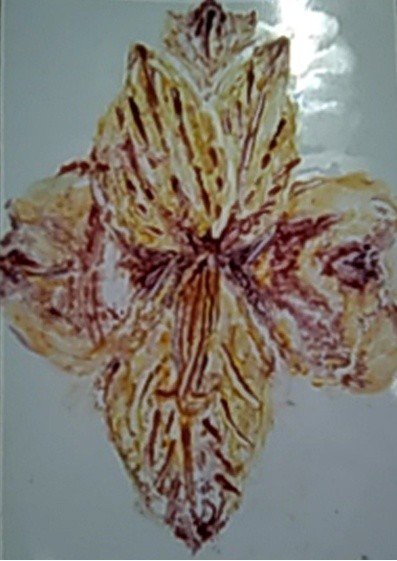 Peruvian Lily Watercolor