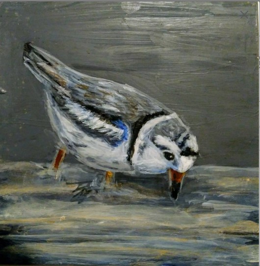 Male and Female Piping Plover