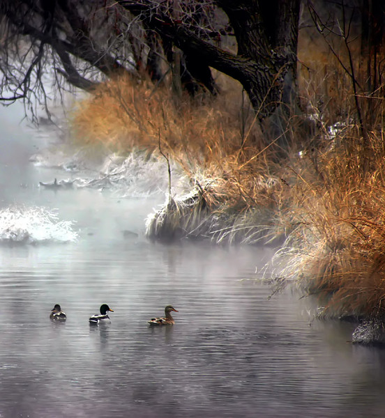 Winter Ducks