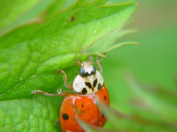 Lady Bug