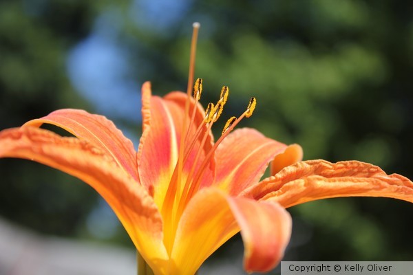 Tiger Lily