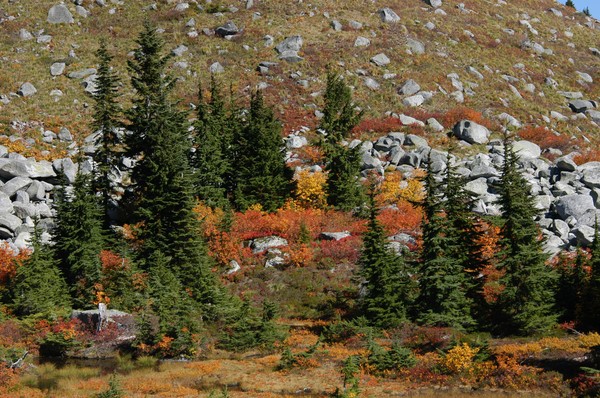 Alpine Meadow