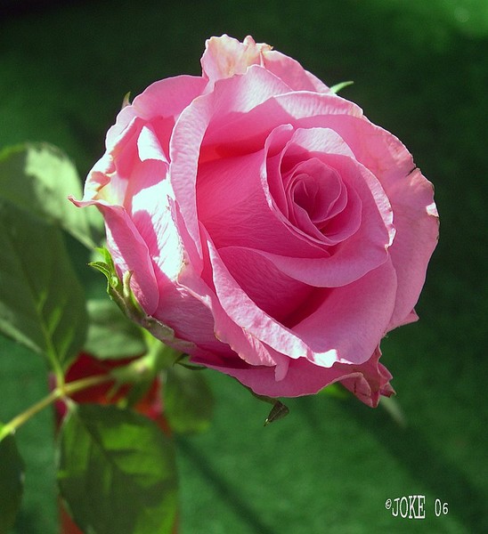A rose for all my aw friends.