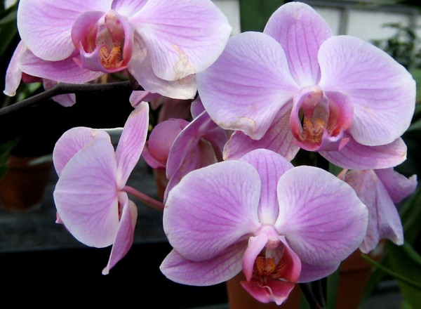 Lavender Toned Orchids (Five)