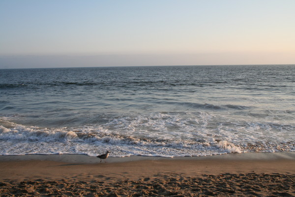 California Shore by Venesa Rhodes