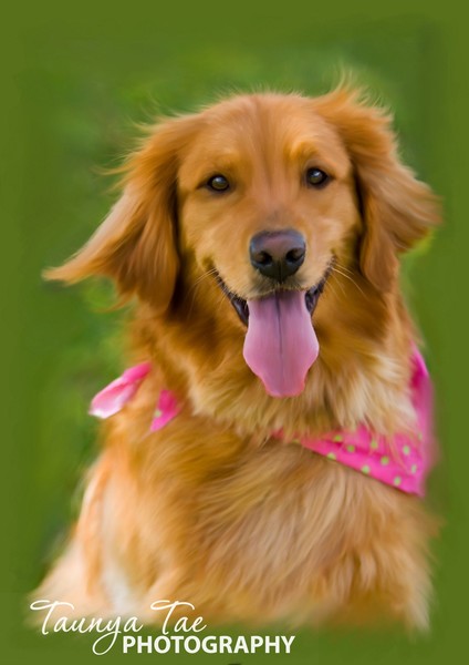 Gracie After Her Bath