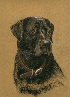 Labrador