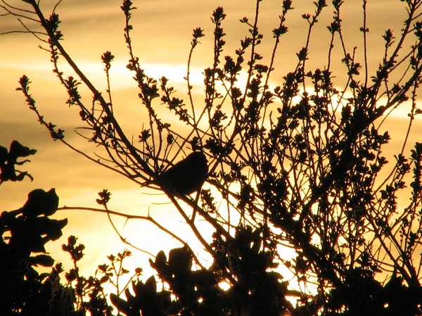 Bird at Sunset