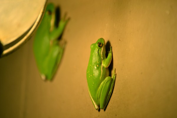 Night Frogs