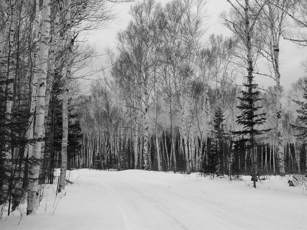 Birches in Winter