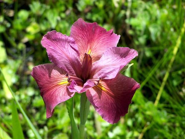 Iris