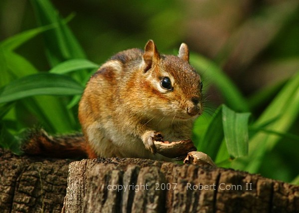 chipmonk