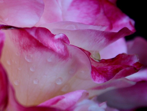 Rose Petals 1