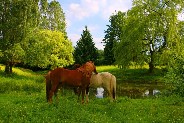 Icelandic Ponies 7