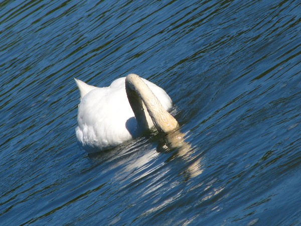 The Swan series..LIFTING