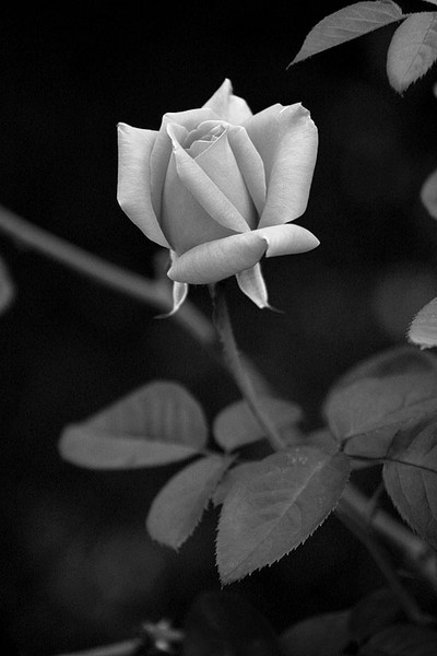 Rose in Black and White