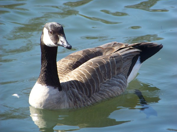 Goose