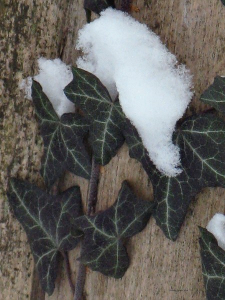 Snow On Ivy