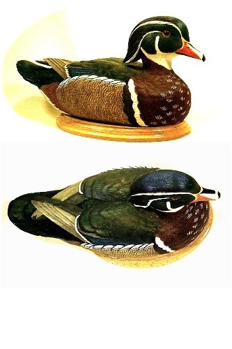 Wood Duck Drake