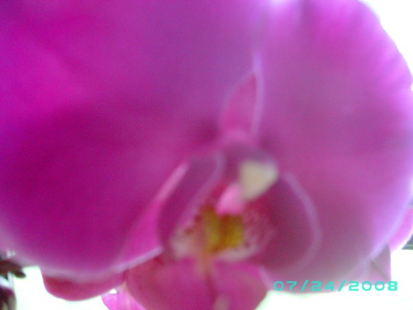 Bloomed Purple Orchid