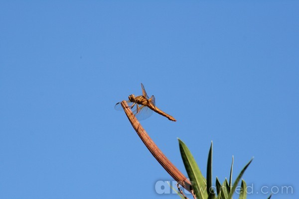 Dragon Fly on Palm Tree 