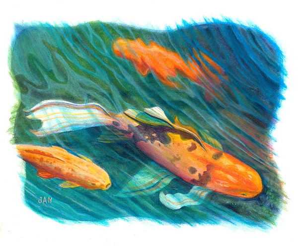 Koi Fish