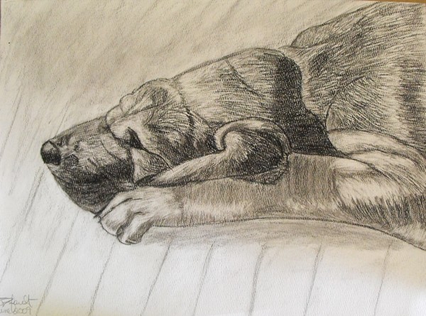 Bo - the BloodHound, Drawing, Charcoal