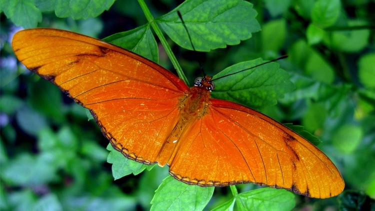 Butterfly 001 1366x768