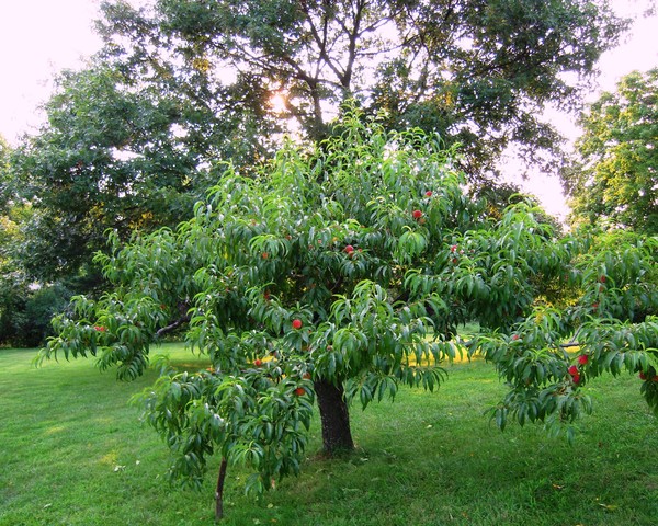 Pennsylvania Peach Tree