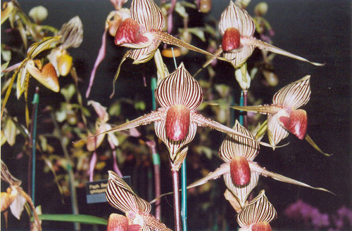  bird orchid
