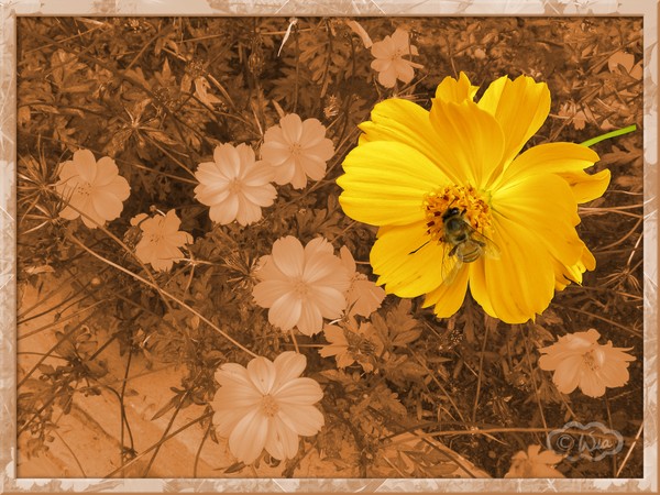 Yellow cosmos on sepia