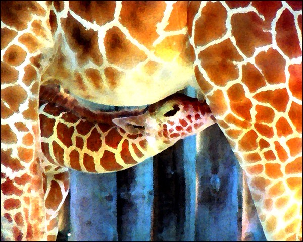 Giraffe No. 2